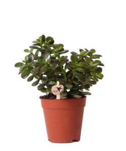 Kolibri Greens | Groene plant – Sukkulente Crassula Minor – Blumenerde Ø9cm – grüne Zimmerpflanze – frisch aus der Gärtnerei