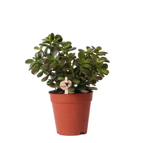 Kolibri Greens | Groene plant – Sukkulente Crassula Minor – Blumenerde Ø9cm – grüne Zimmerpflanze – frisch aus der Gärtnerei