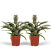 Bromelia (Ananaspflanze) – 2 Stücke – Ø12cm – ↕30cm