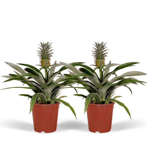 Bromelia (Ananaspflanze) – 2 Stücke – Ø12cm – ↕30cm