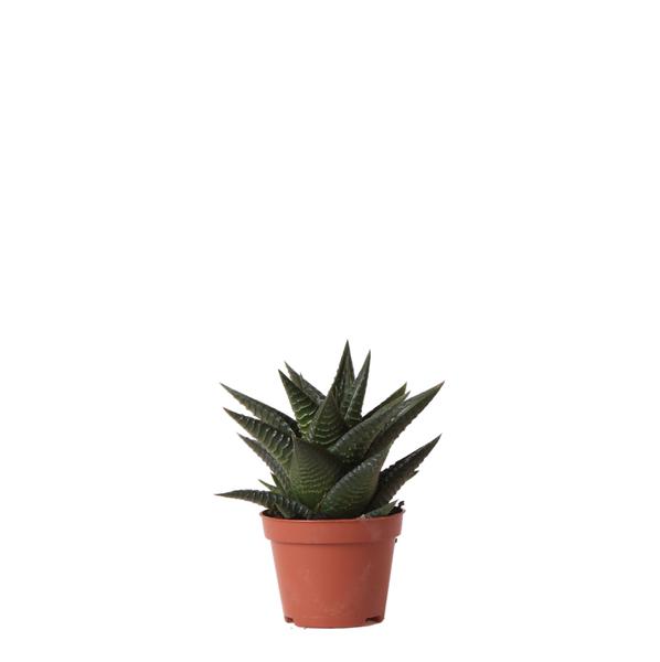 Kolibri Greens | Grüne Pflanze – Sukkulente Haworthia Limifolia – Blumenerde Ø6cm – grüne Zimmerpflanze – frisch aus der Gärtnerei