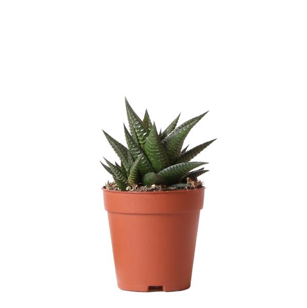 Kolibri Greens | Grünpflanze – Sukkulente Haworthia Limifolia – Topfgröße Ø9cm – grüne Zimmerpflanze – frisch aus der Gärtnerei