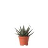 Kolibri Greens | Grünpflanze – Sukkulente Haworthia Royal Highness – Topfgröße Ø6cm – grüne Zimmerpflanze – frisch aus der Gärtnerei