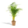 Areca mit Korb – ↨130 cm – Ø24 cm