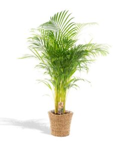 Areca mit Korb – ↨130 cm – Ø24 cm