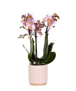 Kolibri Orchids | Rosa Phalaenopsis Orchidee – Andorra + Goldfuß Ziertopf rosa – Topfgröße Ø9cm – 35cm hoch | blühende Zimmerpflanze im Blumentopf – frisch vom Züchter