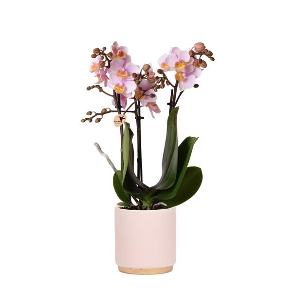 Kolibri Orchids | Rosa Phalaenopsis Orchidee – Andorra + Goldfuß Ziertopf rosa – Topfgröße Ø9cm – 35cm hoch | blühende Zimmerpflanze im Blumentopf – frisch vom Züchter