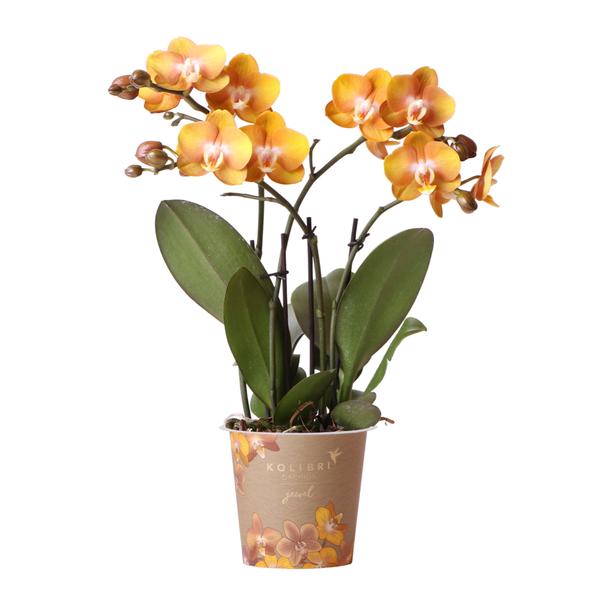 Kolibri Orchideen | Orange-goldene Phalaenopsis-Orchidee – Jewel Las Vegas – Topfgröße Ø12cm | blühende Topfpflanze – frisch vom Züchter