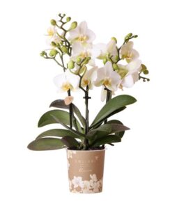 Kolibri Orchids | Weiße Phalaenopsis-Orchidee – Lausanne – Topfgröße Ø9cm | Blühende Zimmerpflanze – frisch vom Züchter