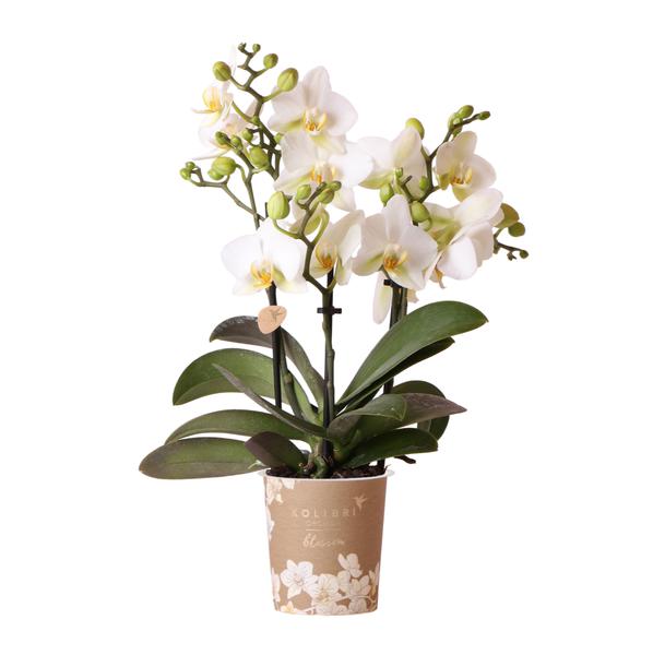 Kolibri Orchids | Weiße Phalaenopsis-Orchidee – Lausanne – Topfgröße Ø9cm | Blühende Zimmerpflanze – frisch vom Züchter