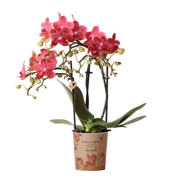 Kolibri Orchids | rote Phalaenopsis-Orchidee – Kongo – Topfgröße Ø9cm | blühende Zimmerpflanze – frisch vom Züchter