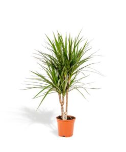 Dracaena Marginata – Ø17cm – ↕90cm