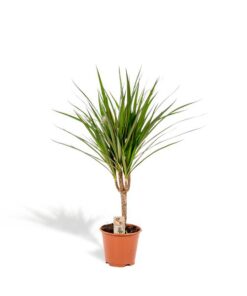 Dracaena Marginata – Ø14cm – ↕60cm