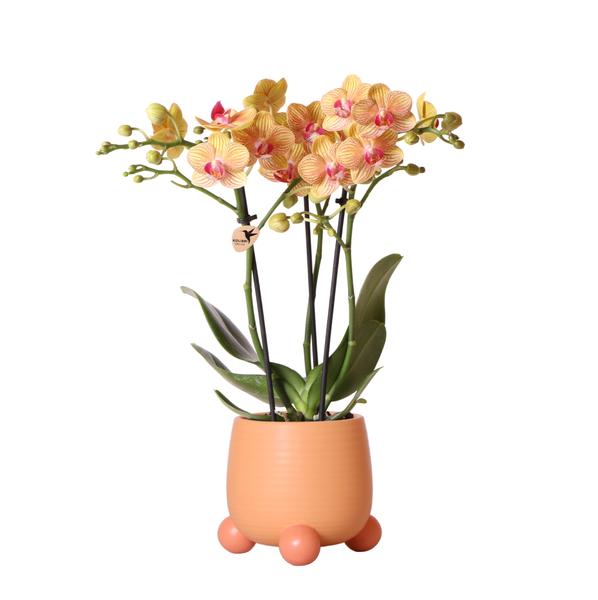 Kolibri Orchids | Orange Phalaenopsis orchid – Jamaica + Rolling dekorativer Topf Pfirsich – Topfgröße Ø9cm – 35cm hoch | blühende Zimmerpflanze im Blumentopf – frisch vom Züchter