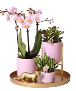 Komplettes Pflanzenset Goldfuß rosa | Grünes Pflanzenset mit rosa Phalaenopsis Orchidee und inkl. Keramik-Ziertöpfen und Zubehör