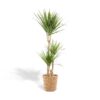 Dracaena mit Korb – ↨120cm – Ø21cm