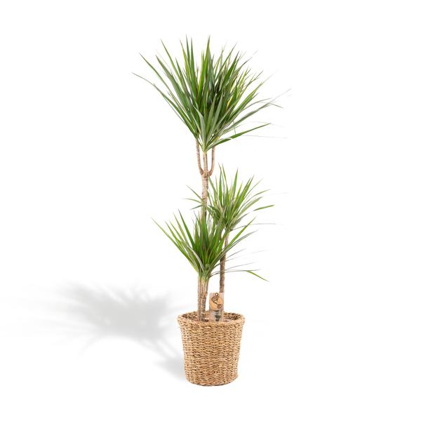 Dracaena mit Korb – ↨120cm – Ø21cm