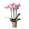 Kolibri Orchids | Rosa Phalaenopsis Orchidee – Mineral Rotterdam – Topfgröße Ø9cm | blühende Topfpflanze – frisch vom Züchter