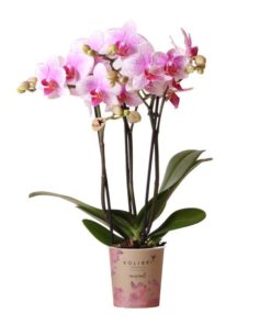 Kolibri Orchids | Rosa Phalaenopsis Orchidee – Mineral Rotterdam – Topfgröße Ø9cm | blühende Topfpflanze – frisch vom Züchter