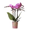 Kolibri Orchids | Lila/rosa Phalaenopsis Orchidee – Mineral Vienna – Topfgröße Ø9cm | blühende Zimmerpflanze – frisch vom Züchter