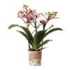 Kolibri Orchids | Weiße Phalaenopsis-Orchidee – Mineral Gibraltar – Topfgröße Ø9cm | blühende Zimmerpflanze – frisch vom Züchter