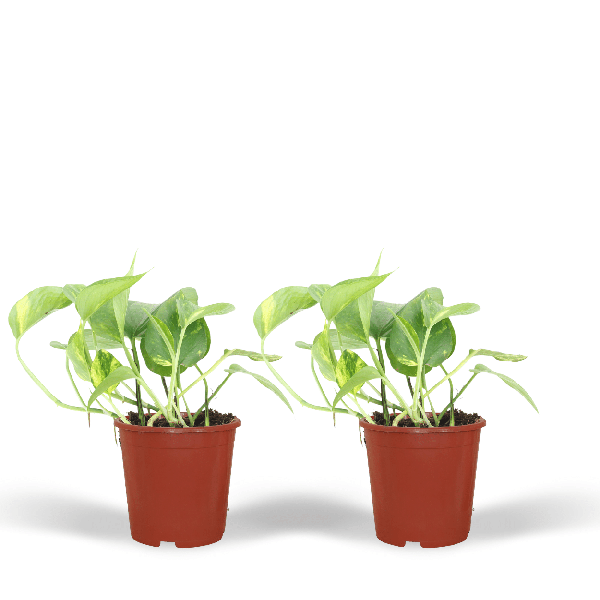 2x Epipremnum Aureum – Scindapsus – 20cm – ø12