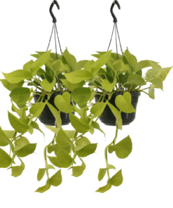 Epipremnum Golden Pothos (Scindapsus) – 2 Stücke – Ø15cm – ↕25cm