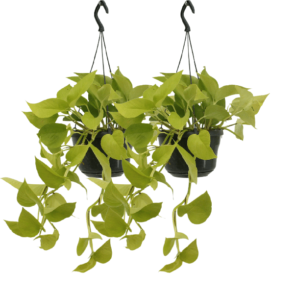 Epipremnum Golden Pothos (Scindapsus) – 2 Stücke – Ø15cm – ↕25cm