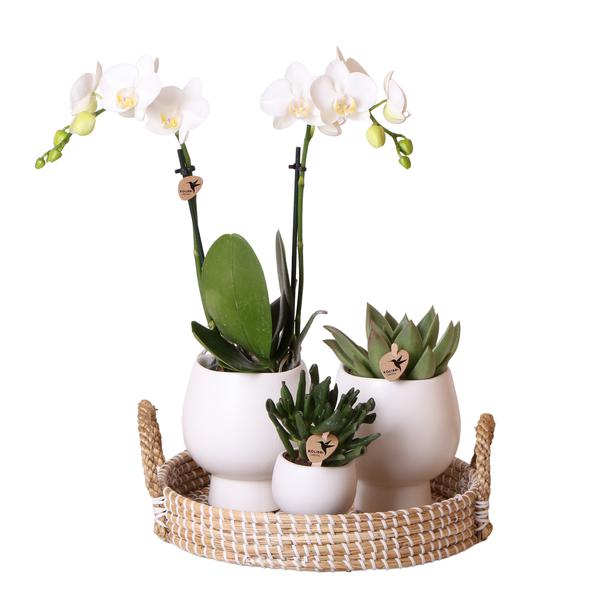 Komplettes Pflanzenset Scandic weiß | Grünes Pflanzenset mit weißer Phalaenopsis Orchidee und Sukkulenten inkl. Keramik-Ziertöpfe