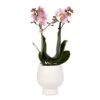 Kolibri Orchideen | Rosa Phalaenopsis Orchidee – Andorra + Scandic Ziertopf weiß – Topfgröße Ø9cm – 40cm hoch | blühende Zimmerpflanze im Blumentopf – frisch vom Züchter