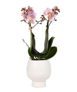 Kolibri Orchideen | Rosa Phalaenopsis Orchidee – Andorra + Scandic Ziertopf weiß – Topfgröße Ø9cm – 40cm hoch | blühende Zimmerpflanze im Blumentopf – frisch vom Züchter