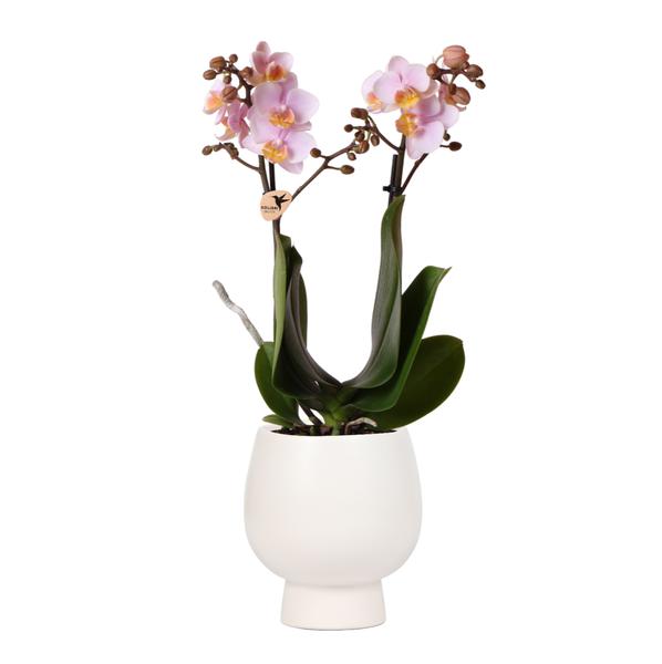 Kolibri Orchideen | Rosa Phalaenopsis Orchidee – Andorra + Scandic Ziertopf weiß – Topfgröße Ø9cm – 40cm hoch | blühende Zimmerpflanze im Blumentopf – frisch vom Züchter