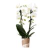 Kolibri Orchids | weiße Phalaenopsis-Orchidee – Niagara Fall – Topfgröße Ø9cm | blühende Zimmerpflanze – frisch vom Züchter