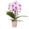 Kolibri Orchids | rosa Phalaenopsis Orchidee – Niagara Fall – Topfgröße Ø9cm | blühende Zimmerpflanze – frisch vom Züchter