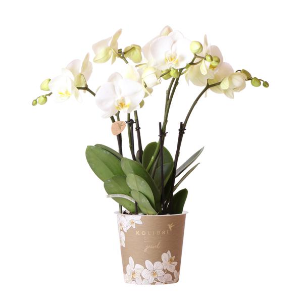 Kolibri Orchids | Weiße Phalaenopsis Orchidee Topfgröße – Jewel Ghent – Topfgröße Ø12cm | blühende Zimmerpflanze – frisch vom Züchter