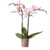 Kolibri Orchids | rosa Phalaenopsis Orchidee -Mineral Kikion – Topfgröße Ø12cm | blühende Zimmerpflanze – frisch vom Züchter