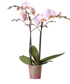 Kolibri Orchids | rosa Phalaenopsis Orchidee -Mineral Kikion – Topfgröße Ø12cm | blühende Zimmerpflanze – frisch vom Züchter