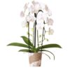 Kolibri Orchids | weiße Phalaenopsis-Orchidee – Niagara Fall – Topfgröße Ø12cm | blühende Zimmerpflanze – frisch vom Züchter