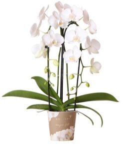 Kolibri Orchids | weiße Phalaenopsis-Orchidee – Niagara Fall – Topfgröße Ø12cm | blühende Zimmerpflanze – frisch vom Züchter