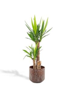 Yucca mit Topf – ↨100cm – Ø21cm