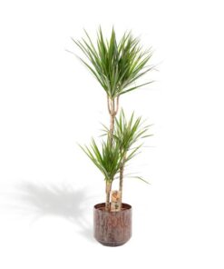 Dracaena mit Topf – ↨120cm – Ø21cm