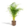 Areca-Palme mit Topf – ↨110 cm – Ø21 cm