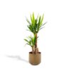 Yucca mit Topf – ↨100cm – Ø21cm