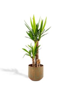 Yucca mit Topf – ↨100cm – Ø21cm