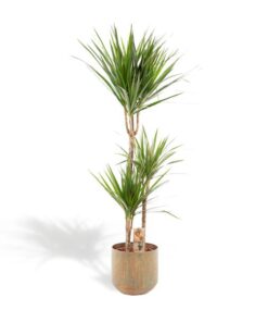 Dracaena mit Topf – ↨120cm – Ø21cm