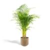 Areca-Palme mit Topf – ↨110 cm – Ø21 cm