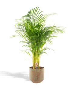 Areca-Palme mit Topf – ↨110 cm – Ø21 cm