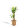 Yucca mit Korb – ↨100cm – Ø21cm