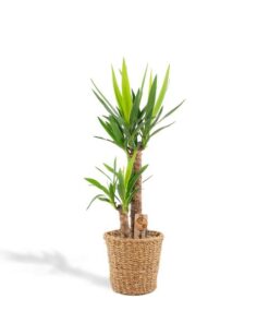 Yucca mit Korb – ↨100cm – Ø21cm