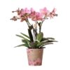 Kolibri Orchids | Altrosa Phalaenopsis Orchidee – Jewel Treviso – Topfgröße Ø12cm | blühende Zimmerpflanze – frisch vom Züchter